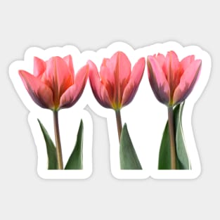 Tulipa &#39;Pretty Princess&#39; Triumph Group Tulip Sticker